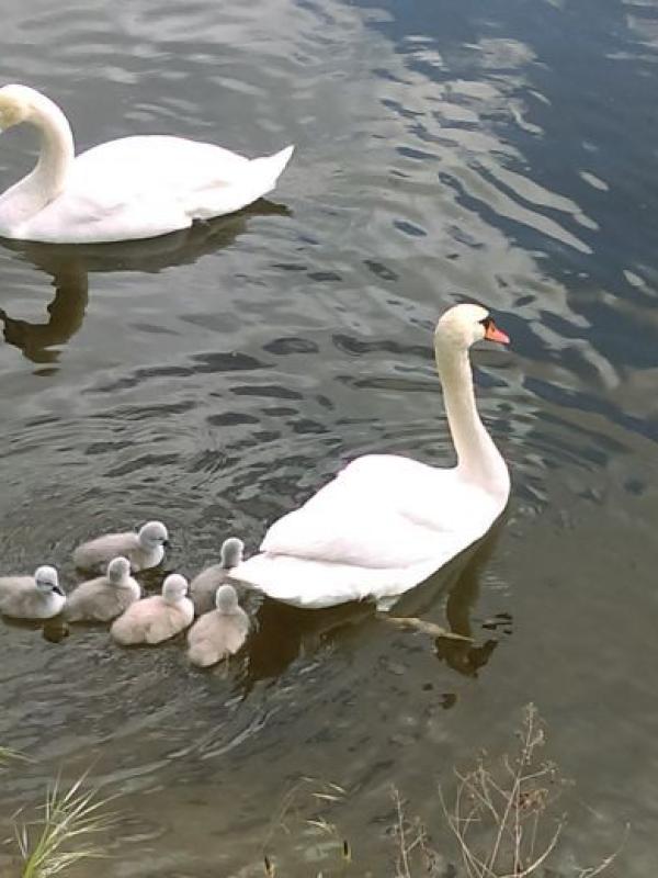 Cygnets sur le bassin