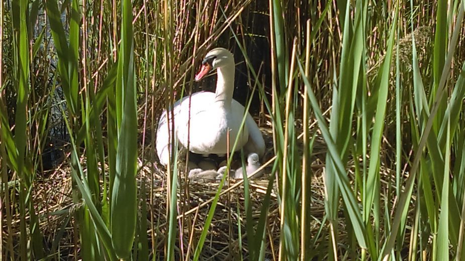 Naissance des cygnets